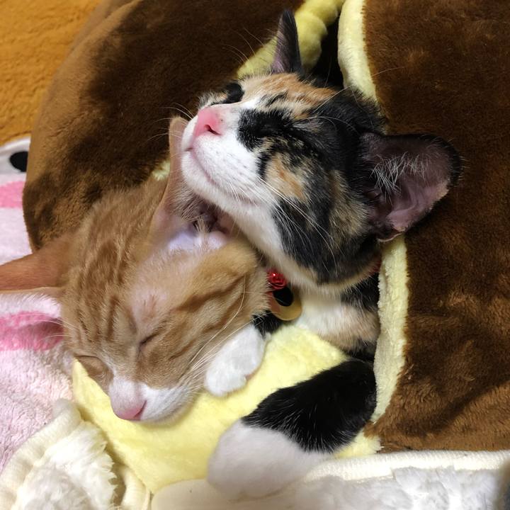 E39c8308 90b5 40aa 9f26 4a5528c13d4a 1547385157966