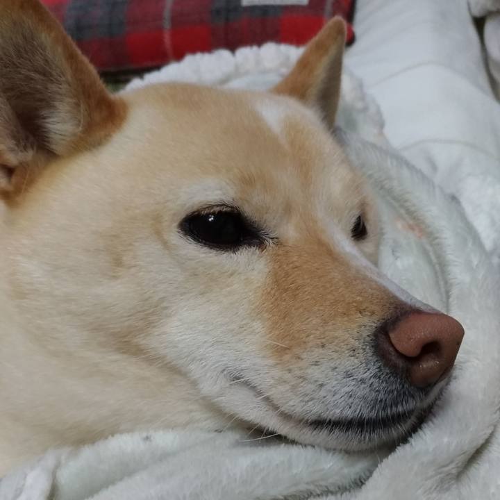 E39db226 bd21 4935 abc5 cf70780d4c7a 1611378049134