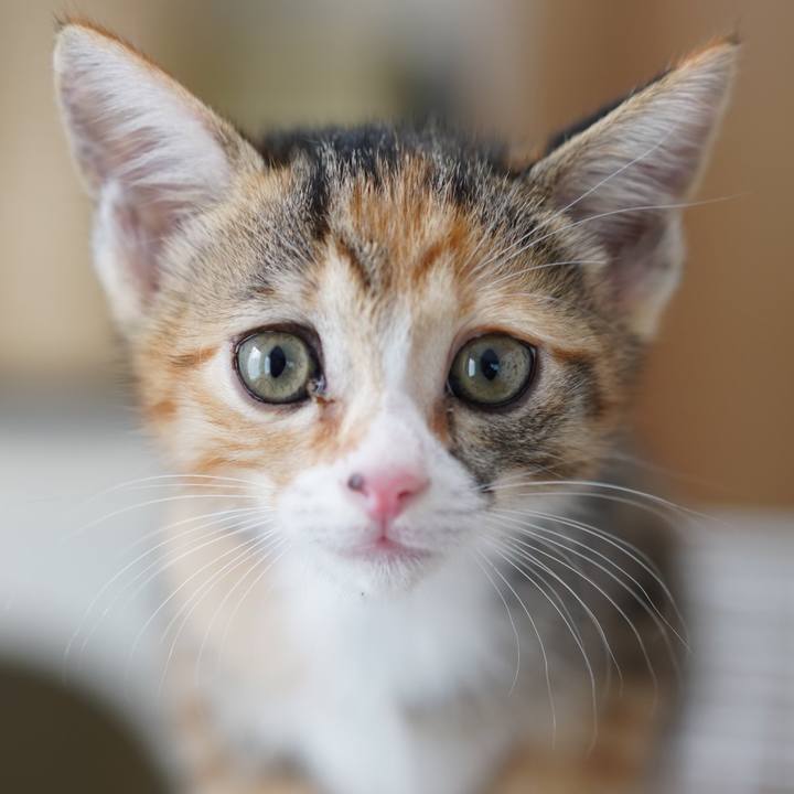 E39e4fee a3c9 44e4 9db4 58a7ac4ff3c9 1593354408598