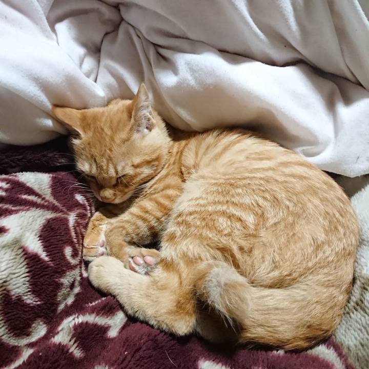 E3a0cc29 1103 417e 85ee 761d7a932508 1636113827414