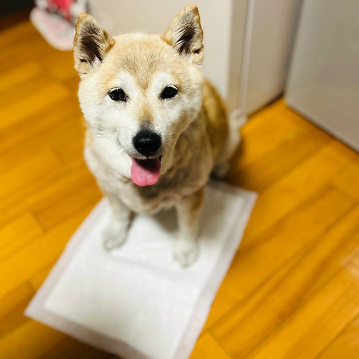 E3a0d4e2 0920 4282 9341 3603bf460c12 1749032674919