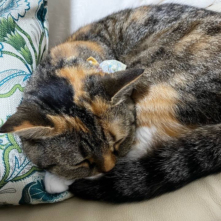 E3a5e1c9 cedc 402e 8157 0f41fb21c0b1 1775915074753