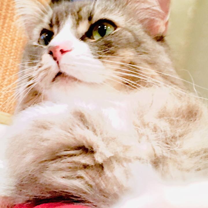 E3a89ca7 6377 4c92 883f f8ab506c1eb1 1557506924040