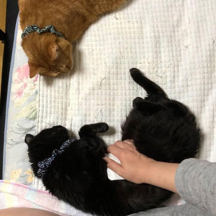 E3a9ed28 29f8 43b2 87d7 363066e40620 1586026423248