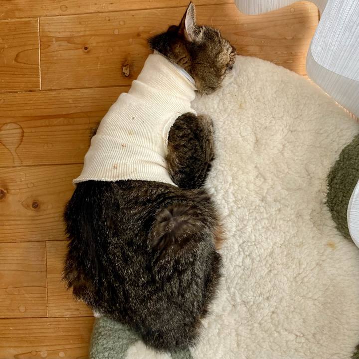 E3aab535 af66 4473 b258 5acaf88a0653 1688188264916