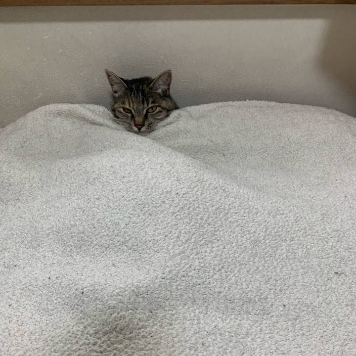 E3aadd01 3505 4959 b129 367c7dc202c1 1621317661465