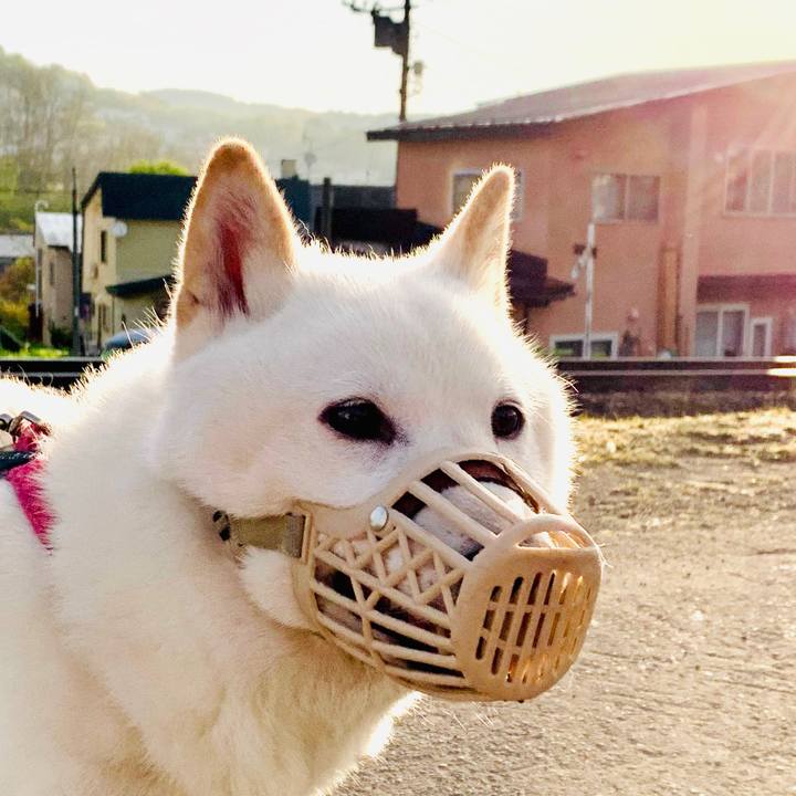 E3b0bc8d cb6d 4ead 974b a36ee915c881 1590007351604