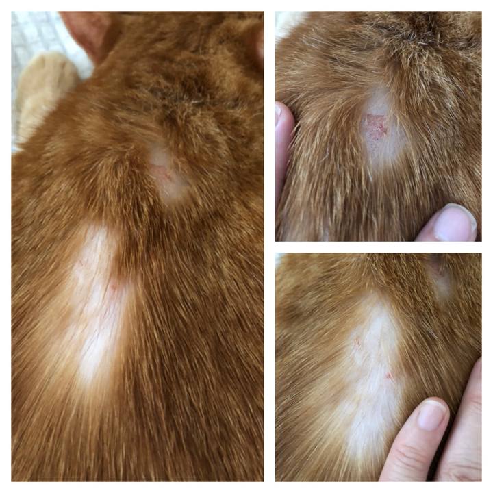 E3b17d13 2008 4bf5 83f8 a37e969dd59d 1627511207749