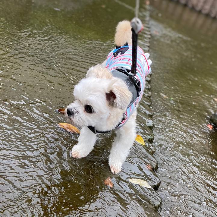 E3b38a2a 963e 41de 9243 23c00d2ccfa4 1571731173397