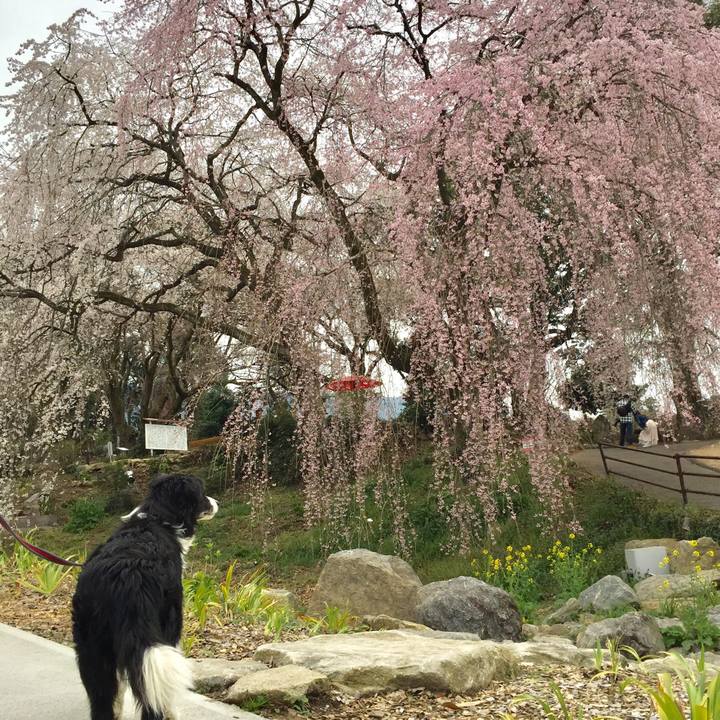 E3b4bc45 95c6 4248 9c8a 712d3a23ff38 1553500738821