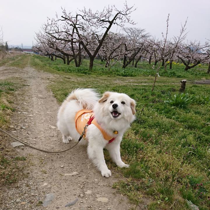 E3bb44e9 b1c7 465d a8b5 6a35dae27ca0 1523397253822