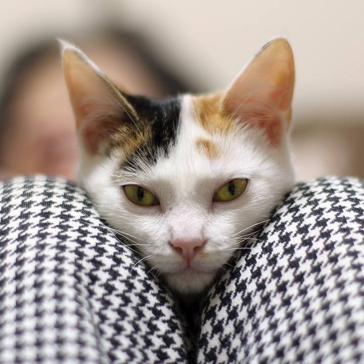 E3bd7498 4300 40e4 b643 6b935759cd7f 1581550767891