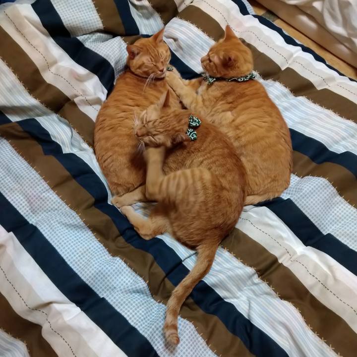 E3beaaf0 bb01 4506 8b98 51586d61cb0a 1605400615458