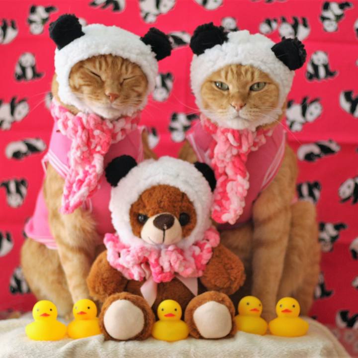 E3bee933 656f 4aa7 bfd7 f38fa0a814c8 1517405132457