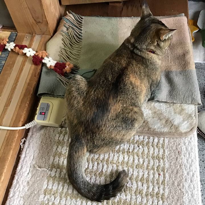 E3bf1938 b6cc 4098 88ea 9f2376dc3e6c 1579417563648