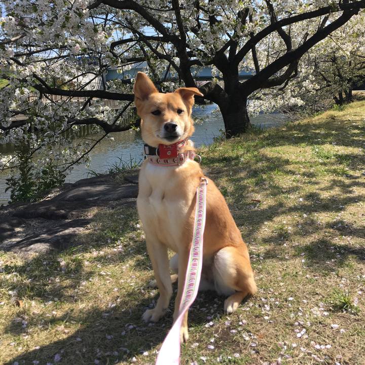 E3bf525d 7a3e 4e88 b720 9202d1f495ef 1522403113069