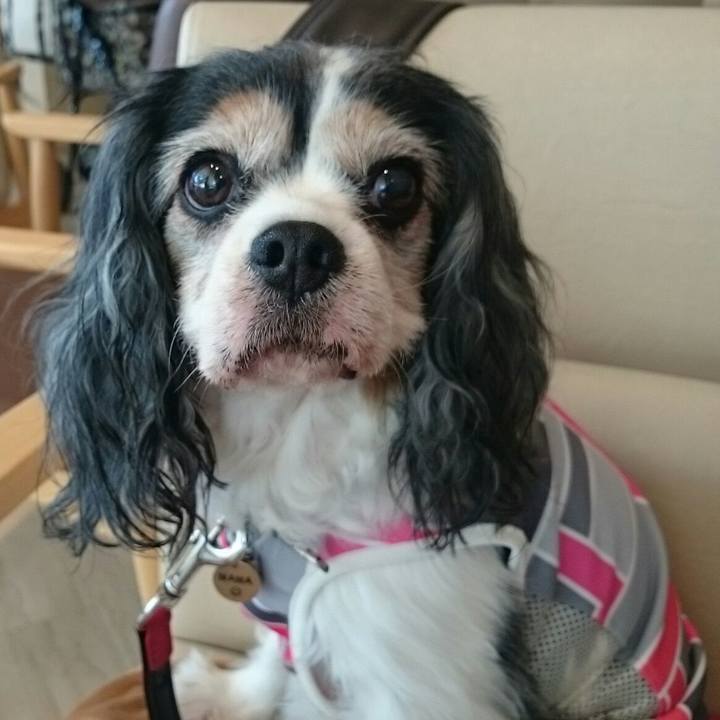 E3c2a4db 7005 4e00 bb45 1239d5ebc18e 1528024569747