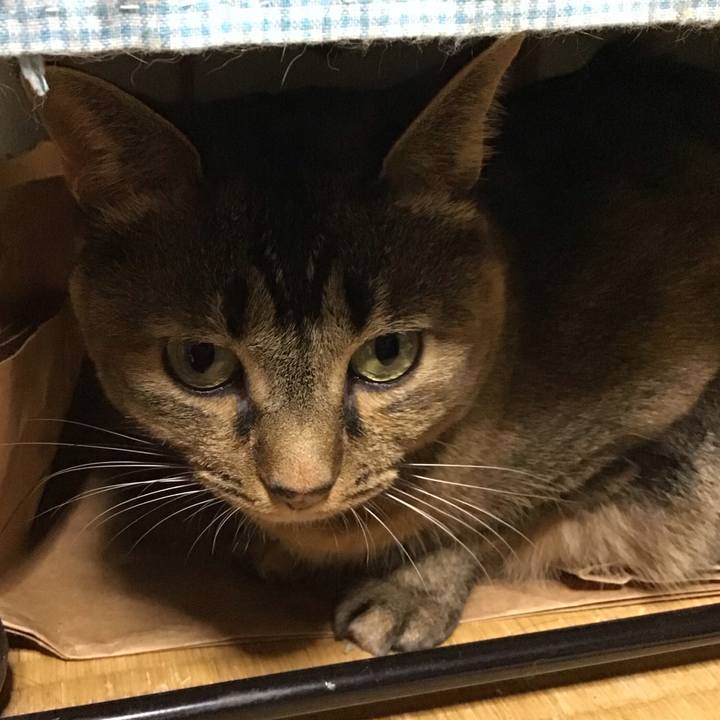 E3c45c88 2330 4272 bfa8 0e4cb0440c79 1732263446839