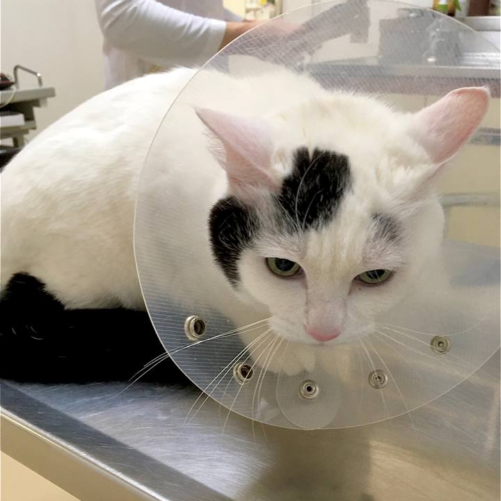 E3c4c351 11a7 4574 a269 4bdd7557daa0 1583466416605