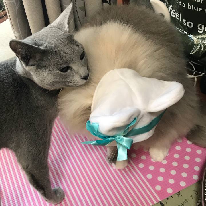 E3c4f2b2 43fe 4faf 921f c712a53532f5 1518612780428