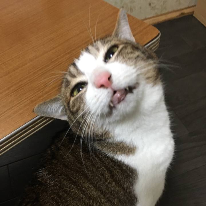 E3c56c46 ab9a 4953 a777 0ae9b10fd86d 1523523175261