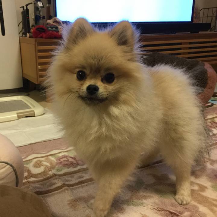 E3c85c88 c575 4fcd b434 5a0d41c93bb2 1542457635484