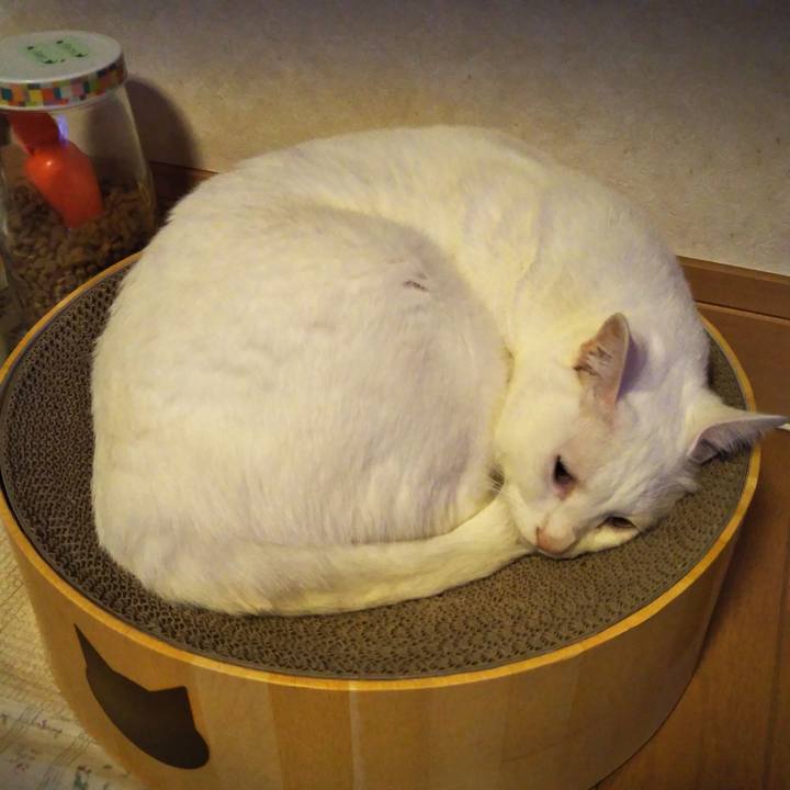 E3cb0ddb 57c8 4de3 9407 9f4204d1cf1c 1577793217131