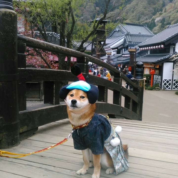 E3d3c1a3 ee45 4ffc 9593 a16fed4c02fa 1523706542983