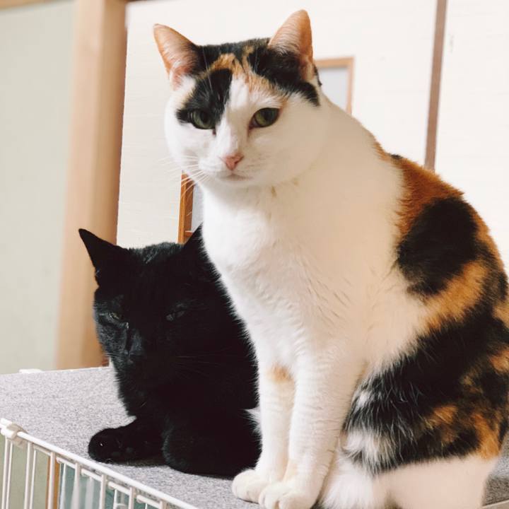 E3dc001f 8048 40e3 8040 0e782dd164b7 1554342081067