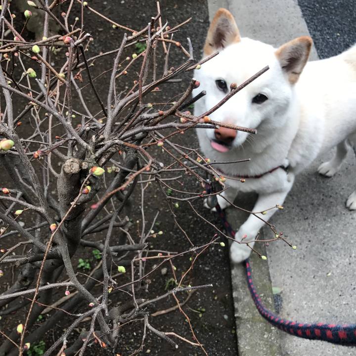 E3dcd940 eb13 42d4 af49 fe44e3acc33b 1520296083245