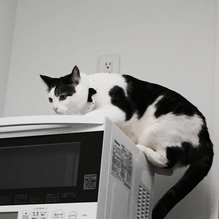 E3e16619 f85a 4696 82f2 02a0c3ee72df 1508760664057