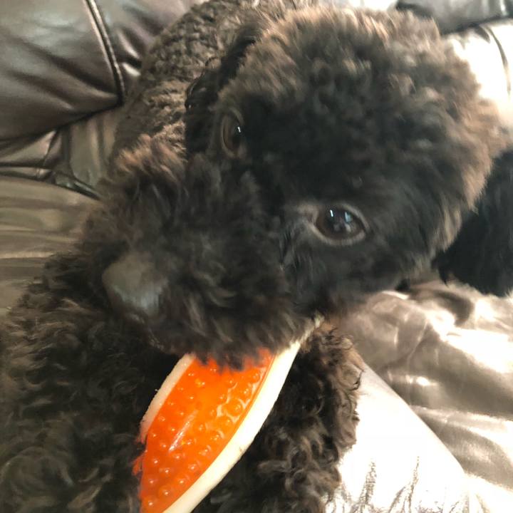 E3e85245 4bed 4d41 abcb dc05ae0eea02 1522278856395