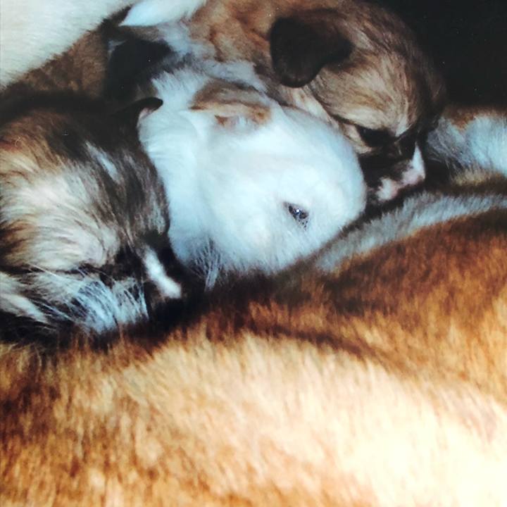 E3eb2e23 12db 44ad ae47 95709cbc8f44 1530861022821