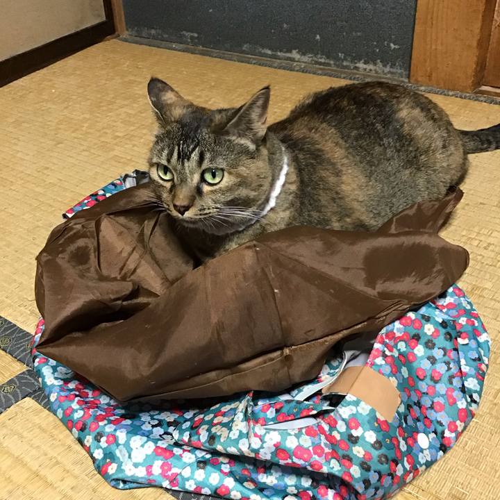 E3f21fed c84c 44c9 9ba5 d4063ffd4793 1755769710003