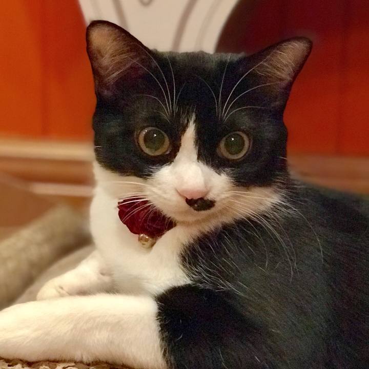 E3f45e07 e3d2 4039 83c4 95cd050a9994 1514734697275