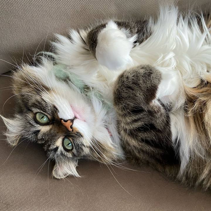 E3f50052 e20c 4ab8 b982 39b78ee233a2 1619060801009