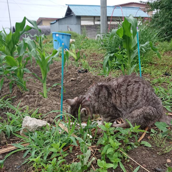 E3f8635b 2053 4f1b bbdb aeed59923f38 1593295043136