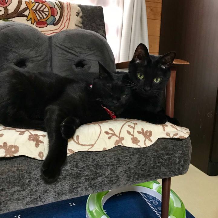 E3f86695 333a 4b91 8c4c 6a2002ac9b78 1527237590146