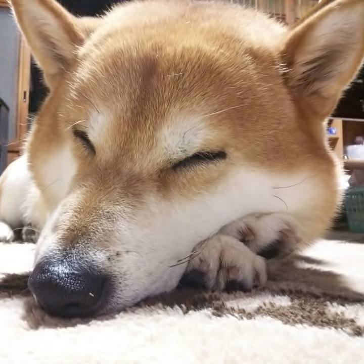 E3f9becc 1579 4df2 a7dd 8d57d763d6ee 1544092479761