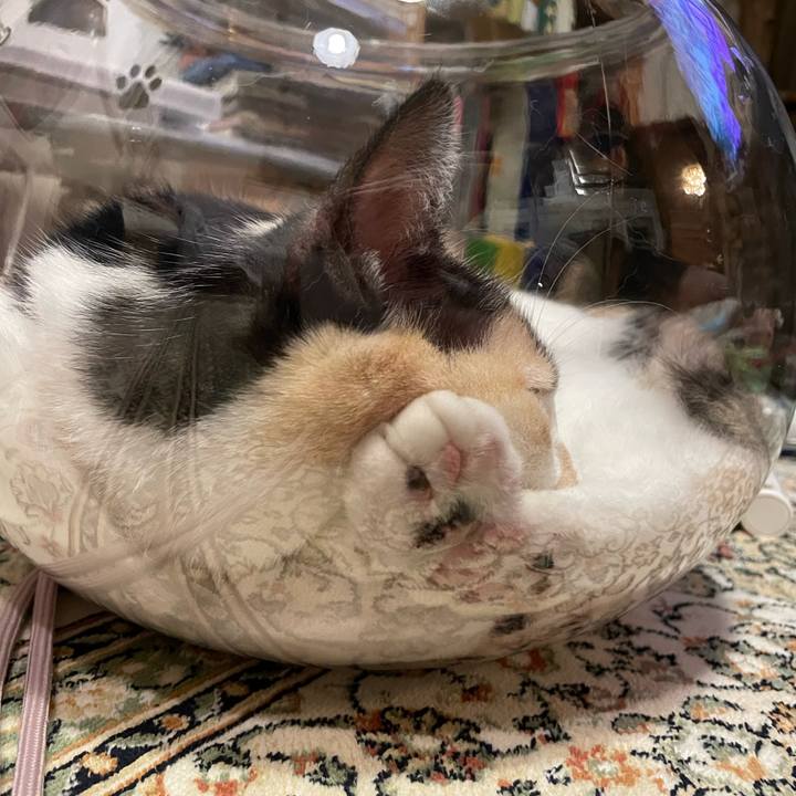 E3fcca2a 69ab 4666 aa49 2abf0eb18ac3 1721747600542