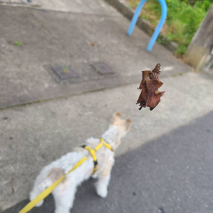 E3fdae6d 2332 4389 b94e 18f2e6ec02fe 1685928511543