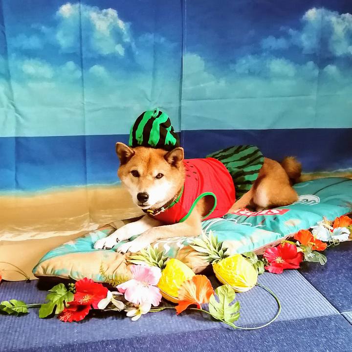 E4049a35 ef80 4e7d bf40 9215ed4498f8 1597209919439