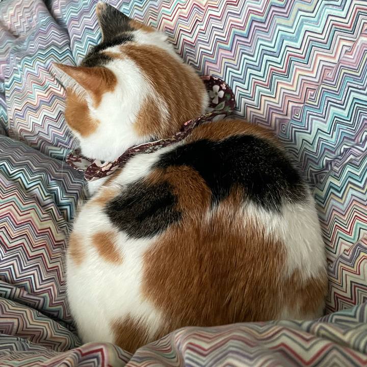 E404a305 ca6e 435c 95e4 3d9433ff15cc 1736293033519