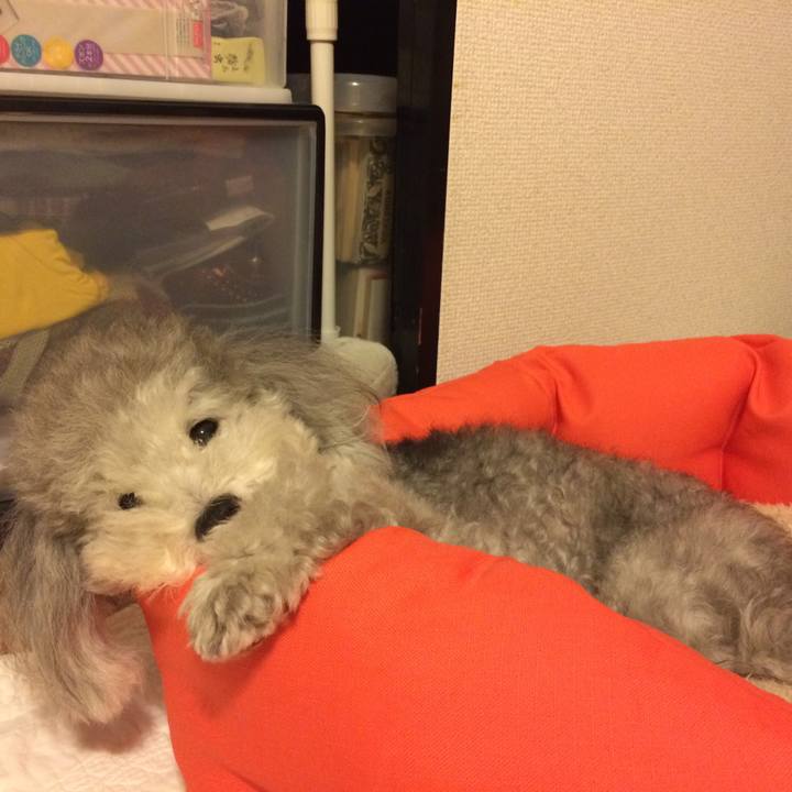 E40740bd 9cae 4f79 ba16 339dcd0ce9d4 1507986822481