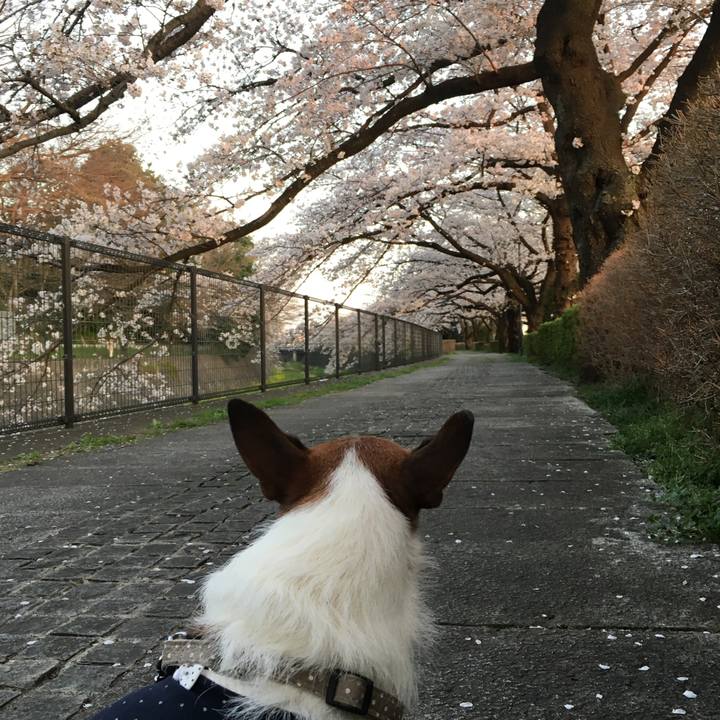 E408bf66 3497 4549 89d2 03903ecd6c36 1585354225457