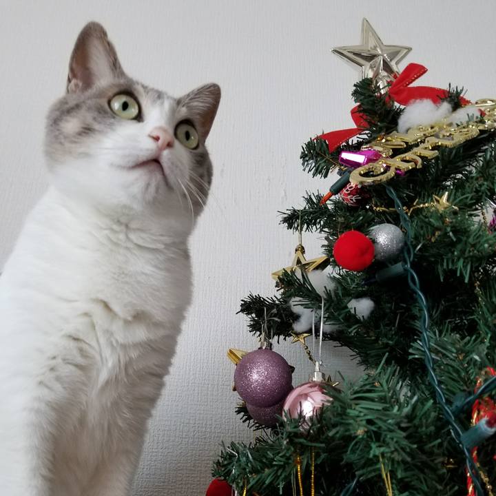 E4095c9f beef 4f96 b1e4 36701ccba720 1513574469293