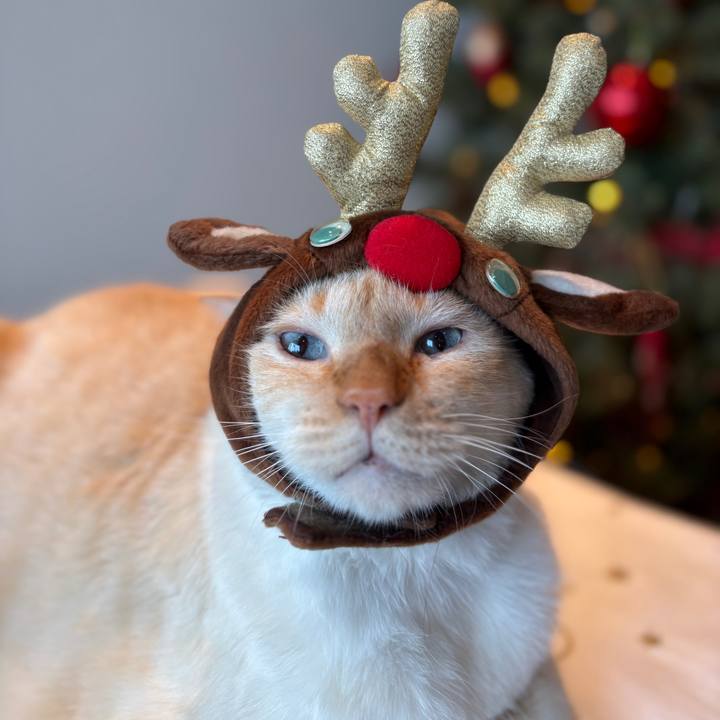 E40aba72 3017 4bb7 afa2 2c674ff9c179 1766635612595