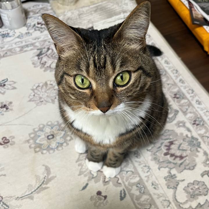 E40bab8d 6607 40ea af85 ffe41c0992ce 1743583950946