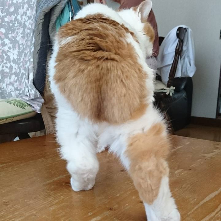 E40bfcaf 5387 442d 8f6e c381883ab03b 1556578261937