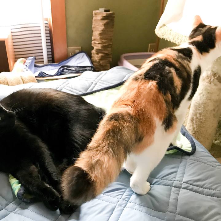 E40e0eba e2ee 4fb0 a225 a948e0e5ea25 1531616403556